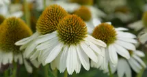 Stire din Sănătate : Tinctura de echinacea nu este recomandată persoanelor cu boli autoimune