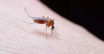 Stire din Social : Trei cazuri de infecţie cu virusul West Nile, dintre care un deces