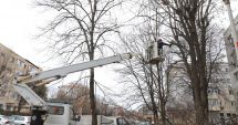 Stire din Social : Arborii din cartierele constănţene sunt pregătiţi de primăvară