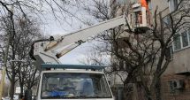 Stire din Social : Continuă toaletarea și corecția arborilor, în municipiul Constanța