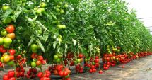 Stire din Economie : Guvernul a prelungit cu 15 zile perioada de valorificare a tomatelor