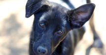 Stire din Social : Toto așteaptă să fie luat acasă. Adoptați un câine și vă alegeți cu un prieten pe viață!