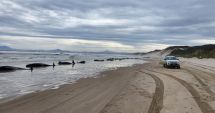 Stire din Actualitate : Tragedie ecologică fără margini. Peste 150 de balene au eșuat pe o plajă și nu mai pot fi salvate