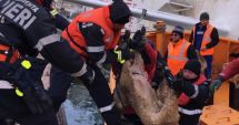 Stire din Eveniment : Exportul de animale vii, verificat mai drastic de veterinari! Un transport de 16.500 de ovine a fost reținut