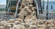 Stire din Economie : Tunisia, o nouă oportunitate de export pentru fermierii români