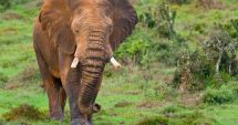Stire din Actualitate : Un turist a fost ucis de un elefant în timpul unui safari într-un parc din Uganda