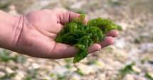 Care sunt beneficiile folosirii uleiului de alge