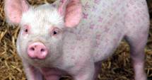 Stire din Economie : Ultima zi pentru depunerea cererilor de plată de către crescătorii de porci