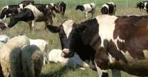Stire din Economie : Ultimul termen pentru obținerea ajutorului financiar de către crescătorii de animale