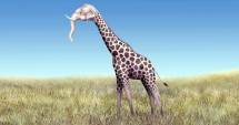 Stire din Fun : Un ardelean la zoo