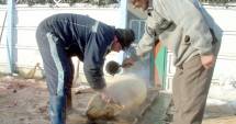 Stire din Social : Unde puteți să verificați carnea de porc, de sărbători