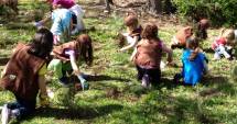 Stire din Social : Un milion de copaci, plantați într-o singură zi