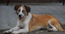 Stire din Social : Câinii fără stăpân vor fi, în continuare, sterilizaţi