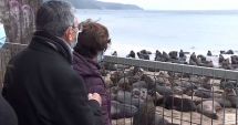 Stire din Actualitate : Un oraş din Chile a fost invadat de lei de mare