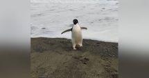 Stire din Actualitate : Un pinguin s-a rătăcit, înotând 3.000 de kilometri în direcţia greşită