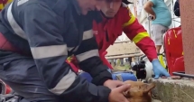 Stire din Eveniment : IMAGINI VIDEO EMOȚIONANTE / Pompier român, erou în presa franceză: A resuscitat un câine, prin respirație gură la gură