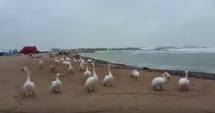 Stire din Social : Video. Plaja din Eforie, plină de lebede!