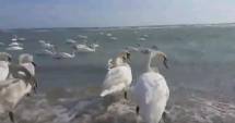 Stire din Social : VIDEO. Cum se distrează lebedele, pe plaja din Eforie Sud