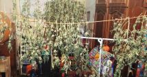 Stire din Eveniment : Tânăr din Constanța, arestat pentru că avea o cultură de cannabis în apartament