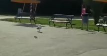 Stire din Social : VIDEO. PANICĂ ÎN PARCUL TĂBĂCĂRIE, DUPĂ CE UN ȘARPE A APĂRUT PE UNA DINTRE ALEI