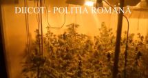 Stire din Eveniment : VIDEO. Creștea cannabis în apartament, la Constanța
