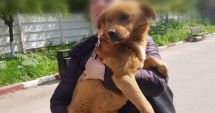 Stire din Social : Peste 100 de căței din "Adăpostul pentru animale" au plecat acasă