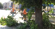 Stire din Social : Continuă toaletarea arborilor care încurcă vizibilitatea semnelor de circulație