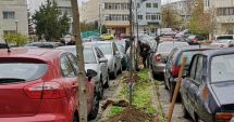 Stire din Social : Sute de arbori, plantați la Constanța!