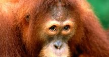 Stire din Actualitate : Aproximativ 30 de urangutani din Borneo, testați pentru coronavirus. Care este MOTIVUL