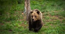 Stire din Actualitate : Urs văzut în apropiere de București! A fost trimis mesaj RO-Alert