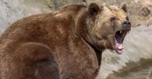 Stire din Eveniment : Șeful unui ocol silvic a fost sfâșiat de un urs. Animalul i-a terorizat pe localnici