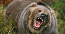 Stire din Eveniment : Tânăr de 19 ani, la un pas de moarte. A vrut să sperie ursul cu o petardă, însă aceasta i-a explodat în mână