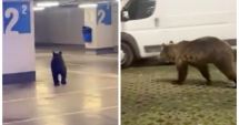 Stire din Eveniment : Un urs a ajuns la mall după ce a fost văzut trei zile la rând la marginea orașului