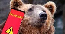 Stire din Eveniment : Urșii au invadat centrul unui oraș. Animale văzute la gară, Ro-Alert emis de mai multe ori