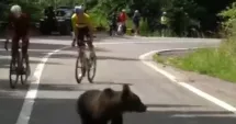 Stire din Actualitate : Un pui de urs le-a tăiat calea cicliștilor în Turul Sibiului. Presa franceză a relatat incidentul