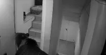 Stire din Actualitate : Final pentru ursul care a provocat panică într-un hotel. Animalul a fost împușcat