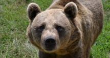 Stire din Eveniment : Ministerul Mediului a aprobat împușcarea a 140 de urși și anunță amenzi pentru cei care îi hrănesc