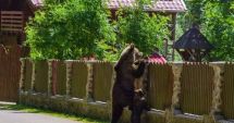 Stire din Social : Ministrul Mediului propune împușcarea urșilor care pun în pericol viața oamenilor