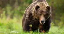 Stire din Social : Urșii fac tot mai multe victime! Trei turiști străini, răniți în doar câteva ore