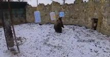 Stire din Actualitate : Urşii de la Grădina Zoologică din Mureş nu şi-au văzut umbra. Ce înseamnă asta în tradiţia populară
