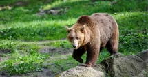 Stire din Eveniment : Urs semnalat în apropiere de București. Autoritățile au emis avertizare pentru populație