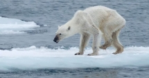 Stire din Actualitate : IMAGINEA TRAGICĂ A UNUI URS POLAR CARE MOARE DE FOAME: "Așa arată schimbarea climatică!"