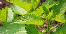 Stire din Sănătate : Urzica, proprietăți miraculoase pentru organism
