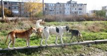 Stire din Politică-Administrație : USR Constanţa, despre problema câinilor maidanezi: "Trebuie să construim un adăpost modern"