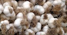 Stire din Economie : Usturoiul românesc pornește războiul împotriva usturoiului de import
