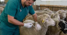 Stire din Economie : Începe campania de vaccinare împotriva Pestei Micilor Rumegătoare la Constanța și Tulcea