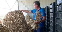 Stire din Economie : Câți bani oferă Guvernul în 2023 cultivatorilor de usturoi. Doritorii trebuie să depună cereri până pe 31 mai