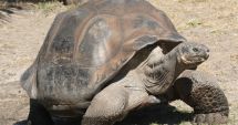 Stire din Actualitate : Anchetă în legătură cu o presupusă vânătoare de broaşte ţestoase în Insulele Galapagos