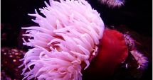 Stire din Sănătate : Veninul anemonei de mare ar putea ajuta la dezvoltarea de tratamente salvatoare
