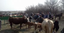 Stire din Economie : Veste bună pentru fermieri. De luna viitoare se redeschid târgurile de animale